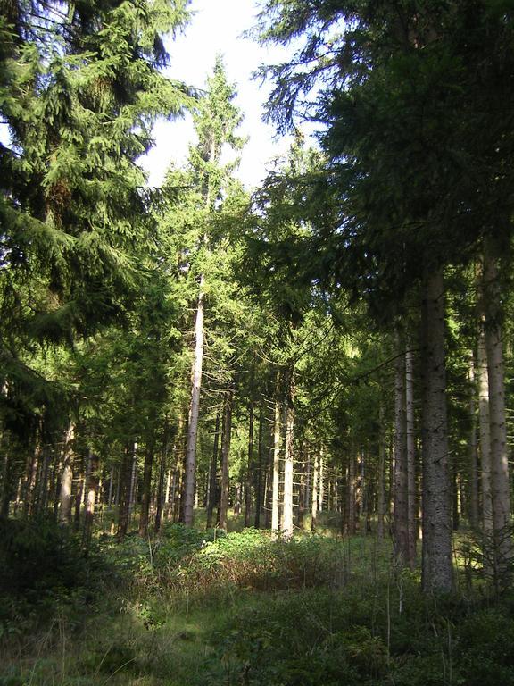 Im Harz-haus-bruns * Clausthal-Zellerfeld