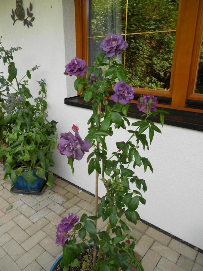 Apartment Im Harz-haus-bruns