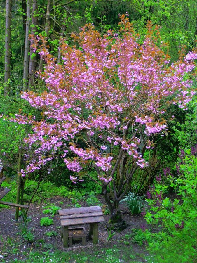 Im Harz-haus-bruns *