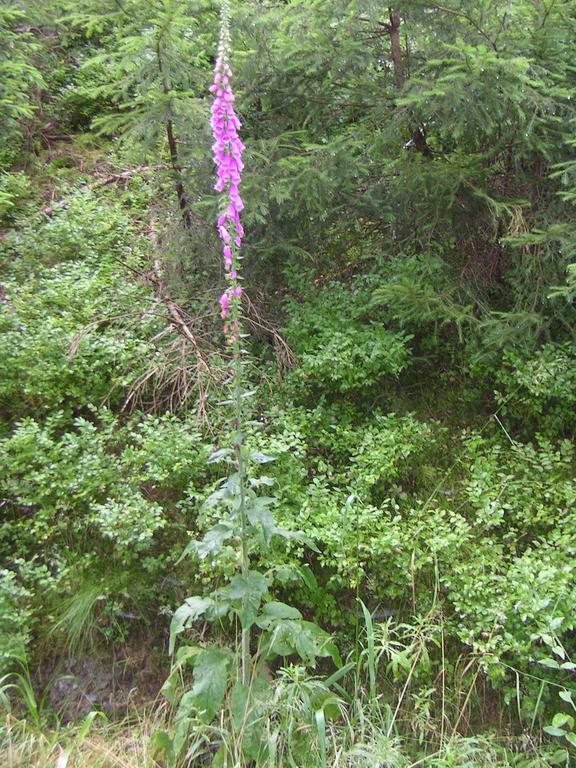 Im Harz-haus-bruns *